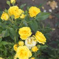 Роза спрей Голд Бэби